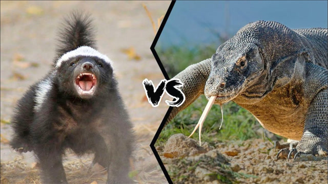 蜜獾和科莫多巨蜥之间的对决,谁才是亚洲地区最强的陆地生物?