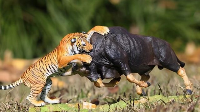 东北虎猎杀神兽袍子,孟加拉虎捕猎野牛,百兽之王可不是浪得虚名!