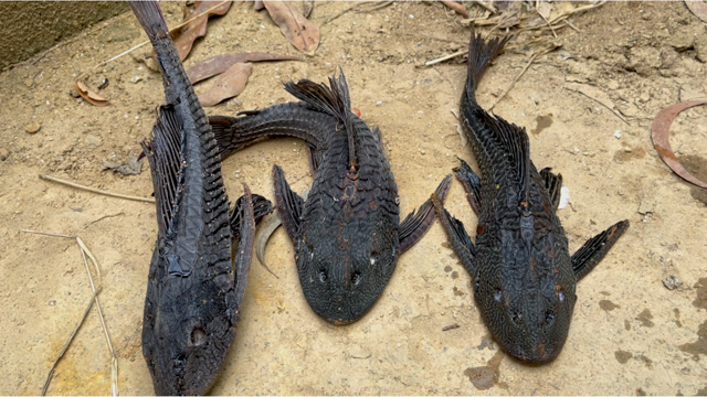 没有天敌的清道夫,晒干后再放回水里,到底还能不能复活?