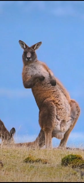 袋鼠摇手 治愈环节到来 希望有治愈到你们喔