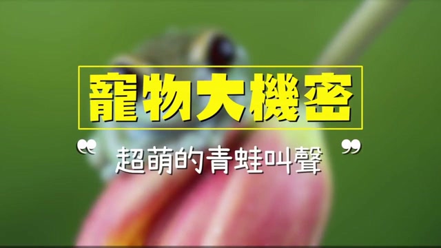 完全没效果!想用超萌叫声吓跑敌人的南非沙漠雨蛙