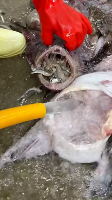 海滩发现死去的安康鱼,将肚子切开后,发现意外惊喜!