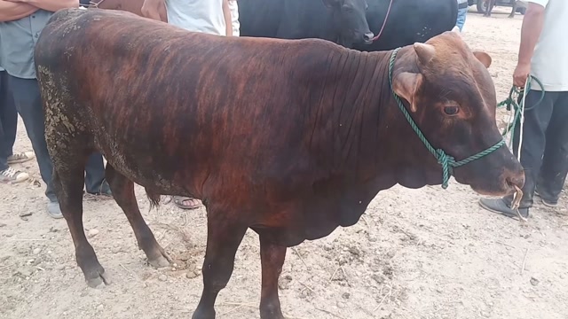 牛市交易市场,一头"虎斑牛"交易成功,看看值多少钱