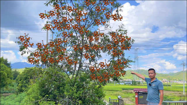 农村神奇的蛇卷果,城里人都没吃过,800元一斤不一定能买到