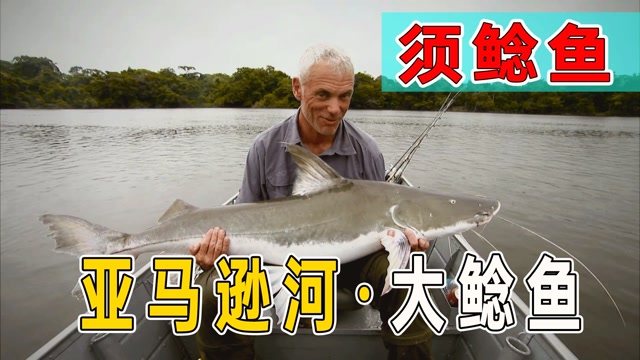 河中巨怪之须鲶鱼,张口就可以吞人,看这体型就知道了!
