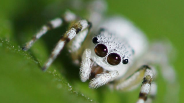 白尾毒蛛是迅猛的杀手,它们会从阴影处发动突袭,很少有猎物能逃脱