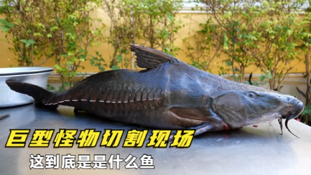 巨型怪物锯鲶鱼现场切割,肉质鲜像牛肉一样