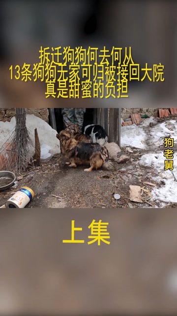 拆迁狗狗何去何从,13条狗狗无家可归被接回大院,真是甜蜜的负担@经纪