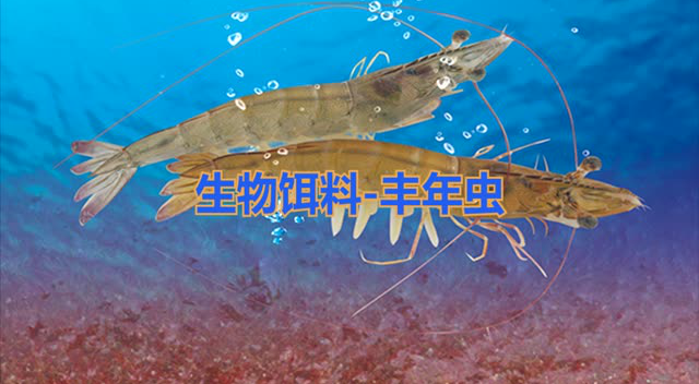 港洋水产丰年虫宣传片