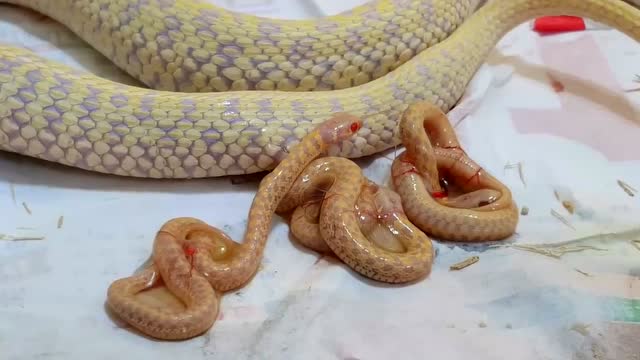 实拍胎生蛇的生产过程,有点瘆人
