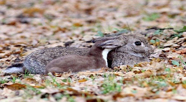 小白鼬捕食大野兔全程