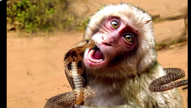 镜头捕捉到的猴子与蛇疯狂惊人的打斗场面