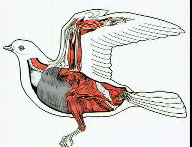 鸟类适于飞行的特点