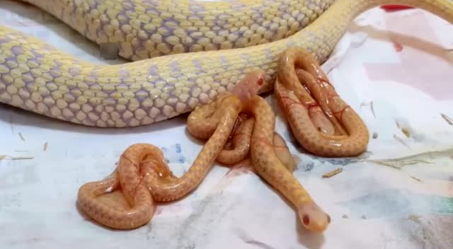 蛇不都是卵生的么怎么这条蛇是胎生的了
