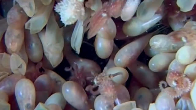 不可思议:章鱼孵蛋,来看看章鱼宝宝是如何出生的?