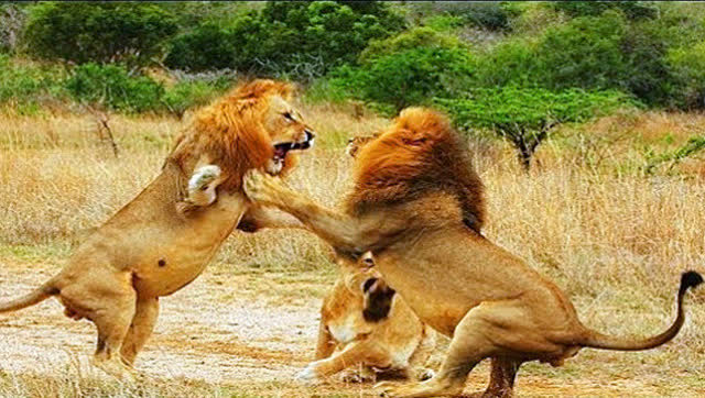 两只雄狮为争夺狮群领导权展开生死搏斗,老虎看来真打不过!