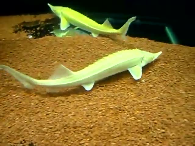 少见的白化鲟龙鱼欣赏