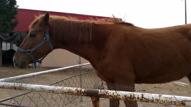 没见过马的小伙伴们,有眼福喽!真实的大马真威风!