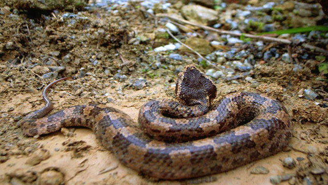 亚洲攻击性最强的蛇类:烙铁头蛇,长相怪异