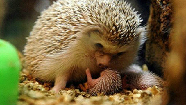 实拍母刺猬生宝宝过程,看的好揪心!