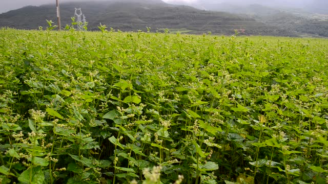 淘四川苦荞米大凉山原产地
