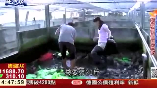 雪蛤1台斤=600条蛙命