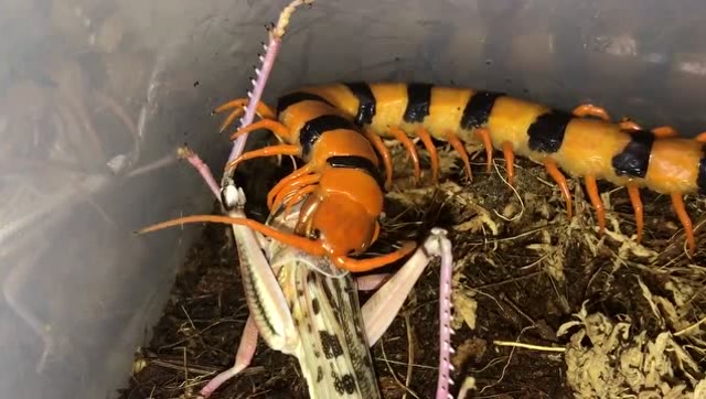 印度老虎蜈蚣捕杀蟋蟀,漂亮!