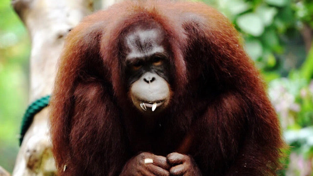 为了测试黄猩猩智商我们架了6台相机但它居然把gopro当饭后甜点