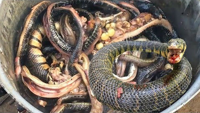 农村五种残忍吃蛇大招,好恶心!