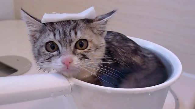 泡温泉的小萌猫!太可爱了!