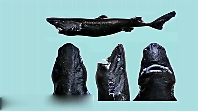 科学家发现新物种忍者灯笼鲨通体黝黑 身体会发光