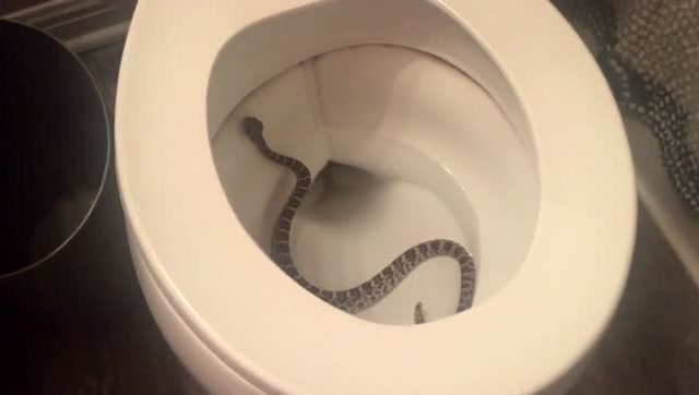 老外在自家马桶发现响尾蛇,这是从下水道进来的?