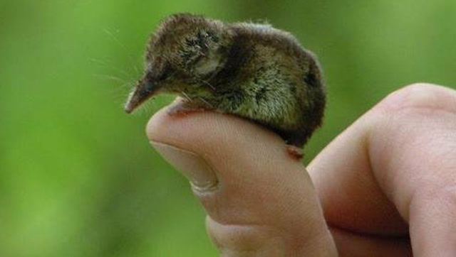 东北某女士抓到一种生物,以为是老鼠,谁知竟是人类祖先