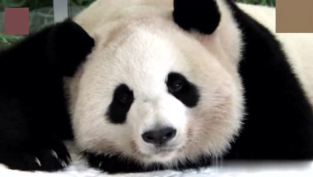 美美哒趴趴熊猫还会催眠术,不信你就盯着熊家黑眼圈和大脸盘看会