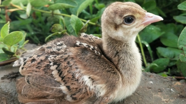 孔雀幼崽一个月图片