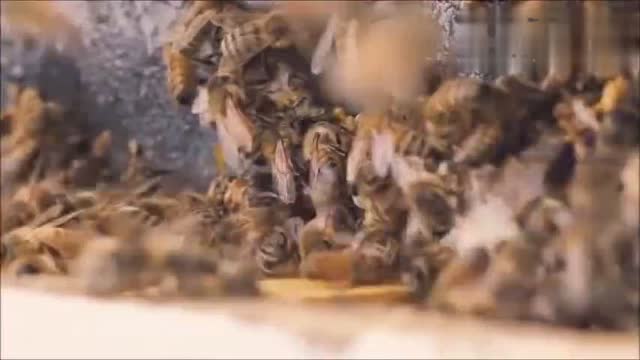 为什么蜂蜜不是纯素？