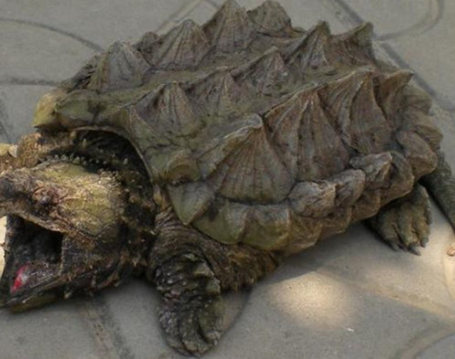 原来鳄龟喜欢吃老鼠,这么大的一只老鼠分分钟就入肚了,太吓人了
