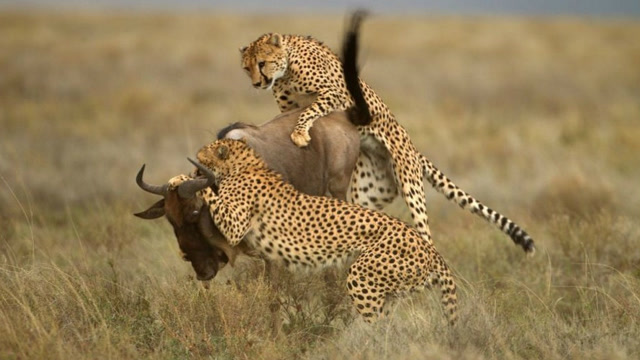 大自然生存法则弱肉强食,看猎食者鬣狗豹子野狗狮子如何猎食!