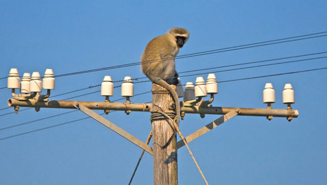 一只猴子爬到高压电线上,下一秒电变成了火猴!
