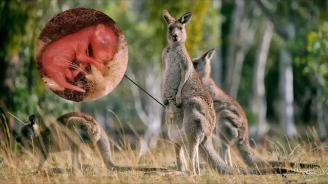 刚出生的袋鼠幼崽竟然如此小,如此可爱,真是想象不到