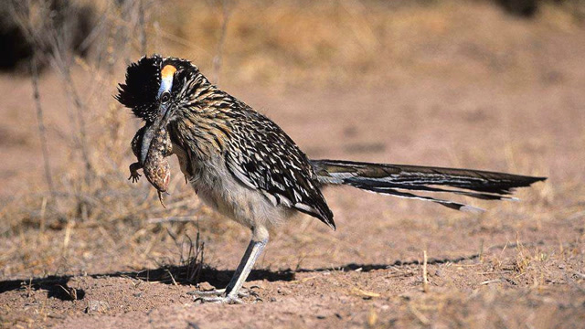响尾蛇令许多动物闻风丧胆,但走鹃把它当零食吃了