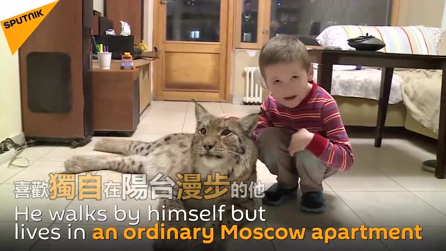 这只大猫是皮草幸存者