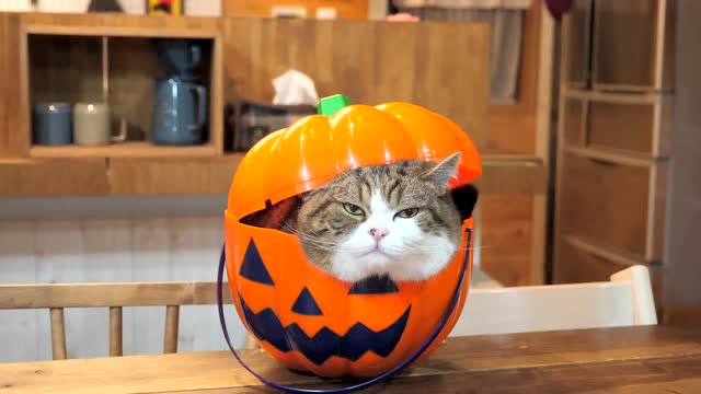 一只南瓜猫,猫咪进入南瓜桶里,还有比这猫咪更萌的吗