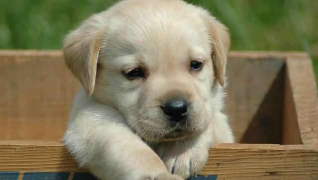 超可爱的幼年拉布拉多,简直萌翻了