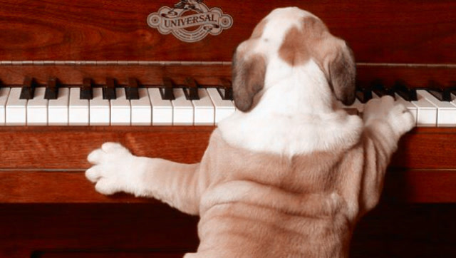 听说这些会弹钢琴的狗,将来要组成一支钢琴乐队
