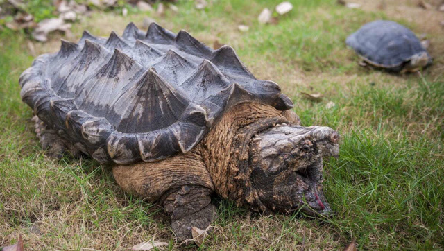 现存最古老的巨型恶龟,一口可咬断手指,大鳄龟已被列野生保护动物