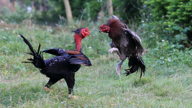 实拍:最强战斗鸡激烈大战!公鸡vs火鸡,强强对决?