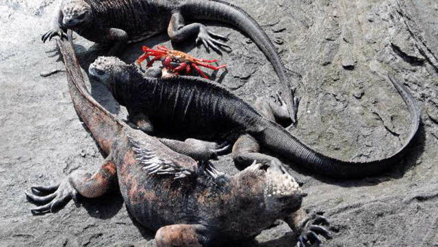红石蟹帮海鬣蜥清洁死皮,海鬣蜥再饿也不会吃它