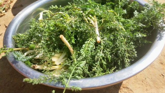 陇东名野菜——斜蒿,原来这么好吃!吃过的人都念念不忘