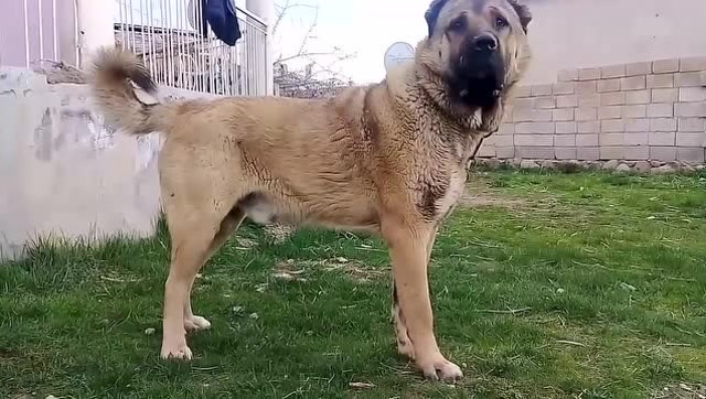 这是目前见过体型最大的坎高犬,体型霸气,足有200多斤